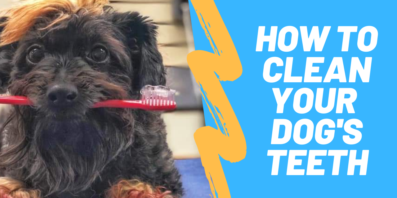 How to Clean your Dog’s Teeth