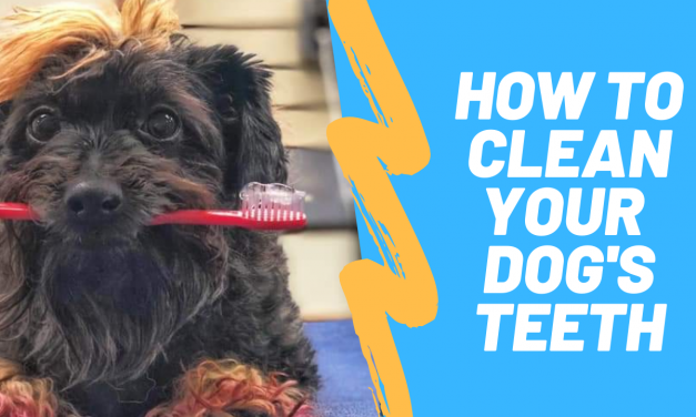 How to Clean your Dog’s Teeth